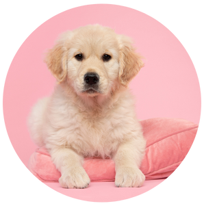 Pet